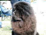 chow-chow
