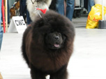 chow-chow