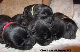 miot z Pobierowa 2011