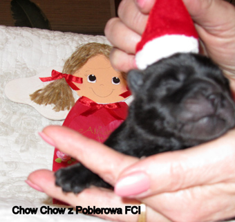 miot z Pobierowa 2011