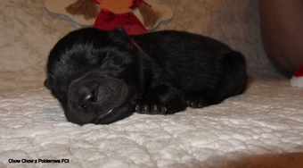 miot z Pobierowa 2011